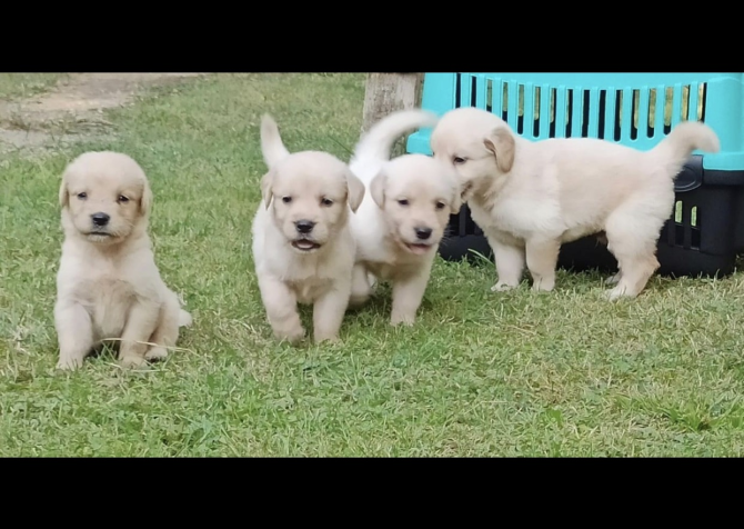 Baby face Golden Retriever